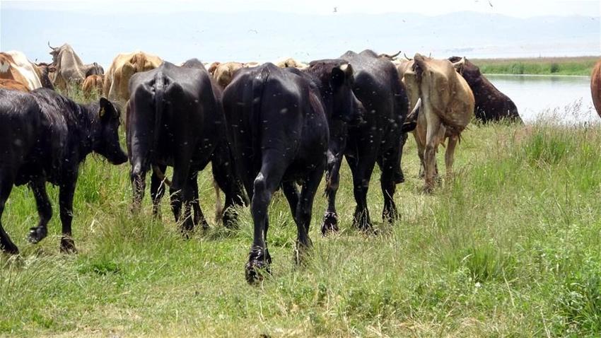 6 bin lira ücret karşılığında çoban bulamadılar!