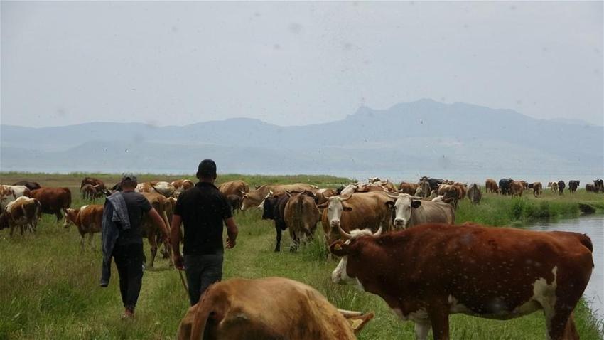 6 bin lira ücret karşılığında çoban bulamadılar!
