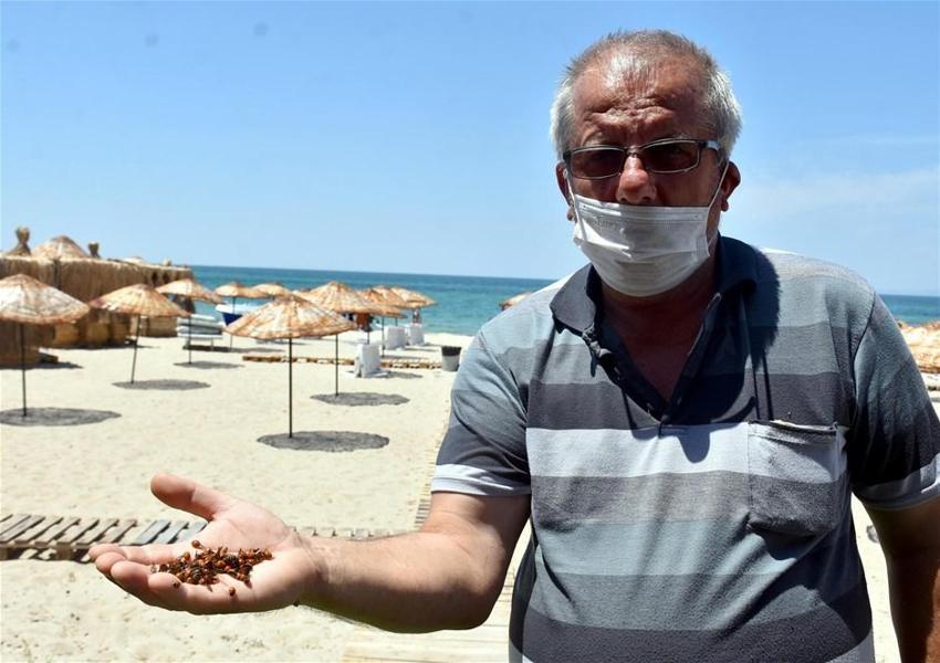 Saros Körfezi'ni istila ettiler! Yüz binlerce uğur böceği...