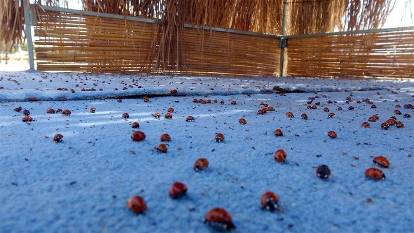 Saros Körfezi'ni istila ettiler! Yüz binlerce uğur böceği...