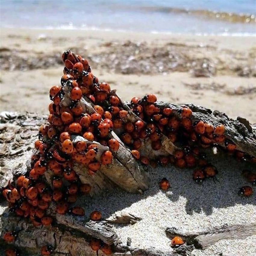 Saros Körfezi'ni istila ettiler! Yüz binlerce uğur böceği...