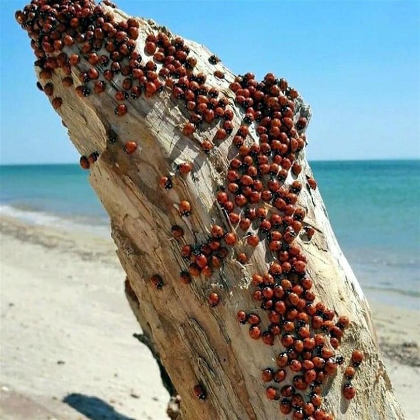 Saros Körfezi'ni istila ettiler! Yüz binlerce uğur böceği...