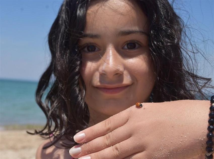 Saros Körfezi'ni istila ettiler! Yüz binlerce uğur böceği...