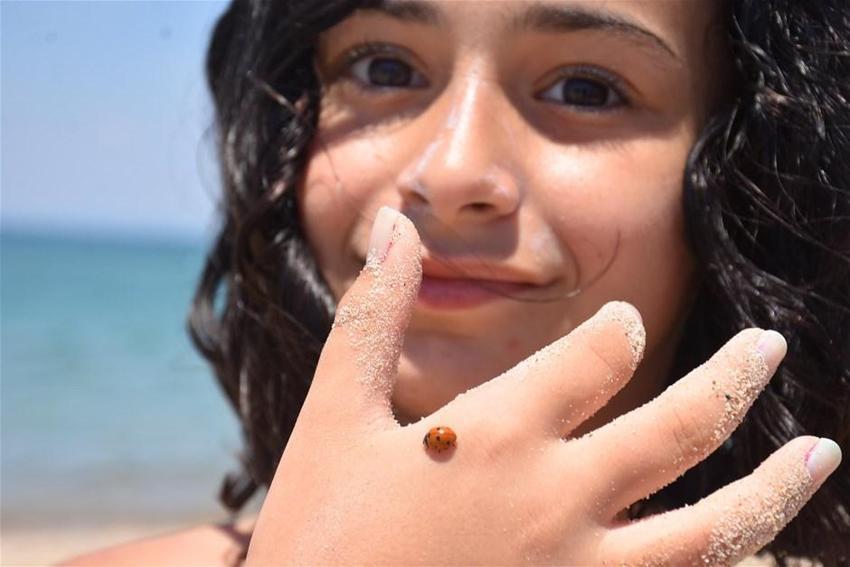 Saros Körfezi'ni istila ettiler! Yüz binlerce uğur böceği...