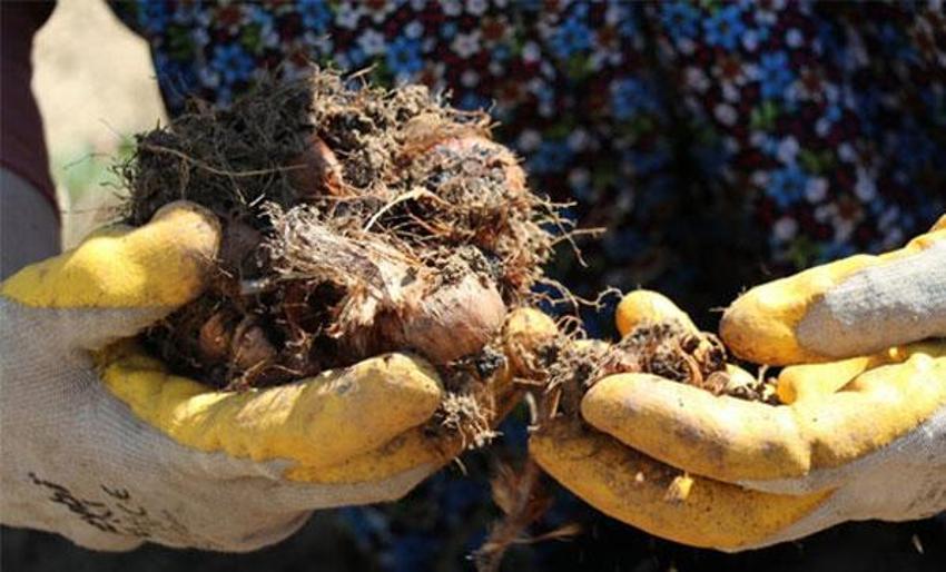 Dünyanın en pahalı baharatı! İşte 'Mucize bitki'