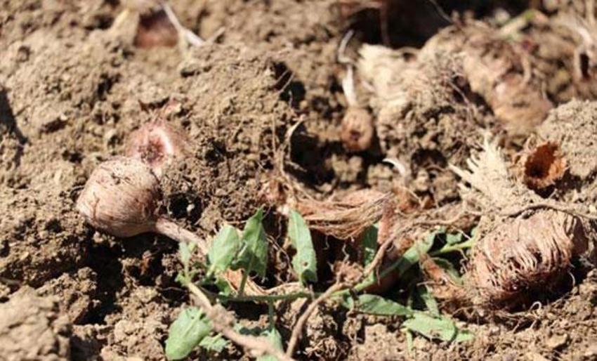 Dünyanın en pahalı baharatı! İşte 'Mucize bitki'