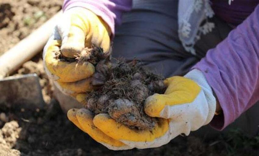 Dünyanın en pahalı baharatı! İşte 'Mucize bitki'