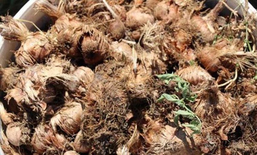 Dünyanın en pahalı baharatı! İşte 'Mucize bitki'