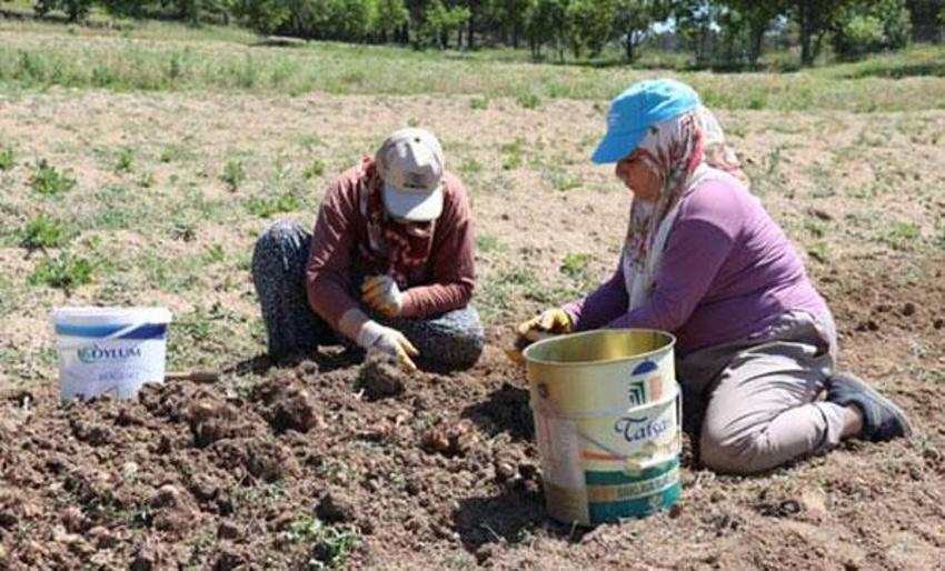 Dünyanın en pahalı baharatı! İşte 'Mucize bitki'