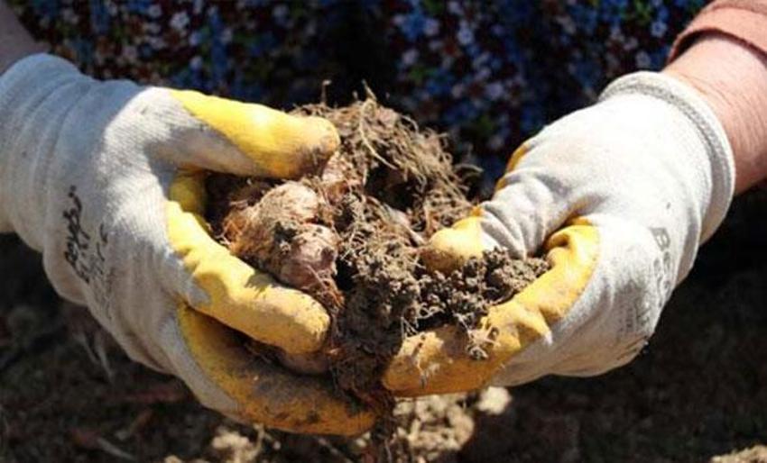 Dünyanın en pahalı baharatı! İşte 'Mucize bitki'