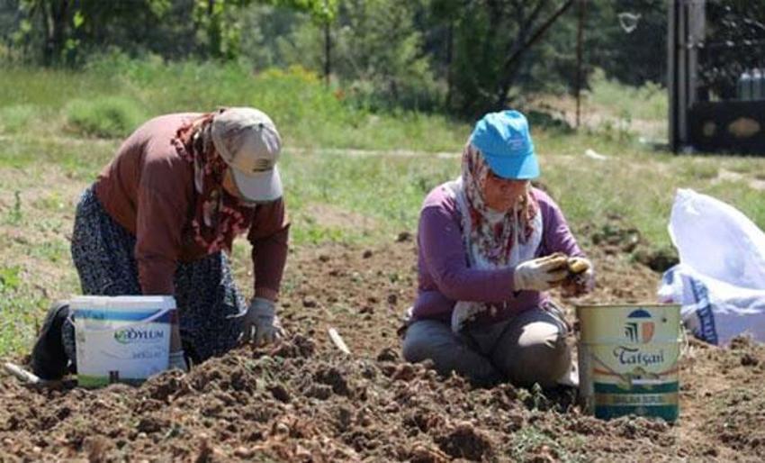Dünyanın en pahalı baharatı! İşte 'Mucize bitki'