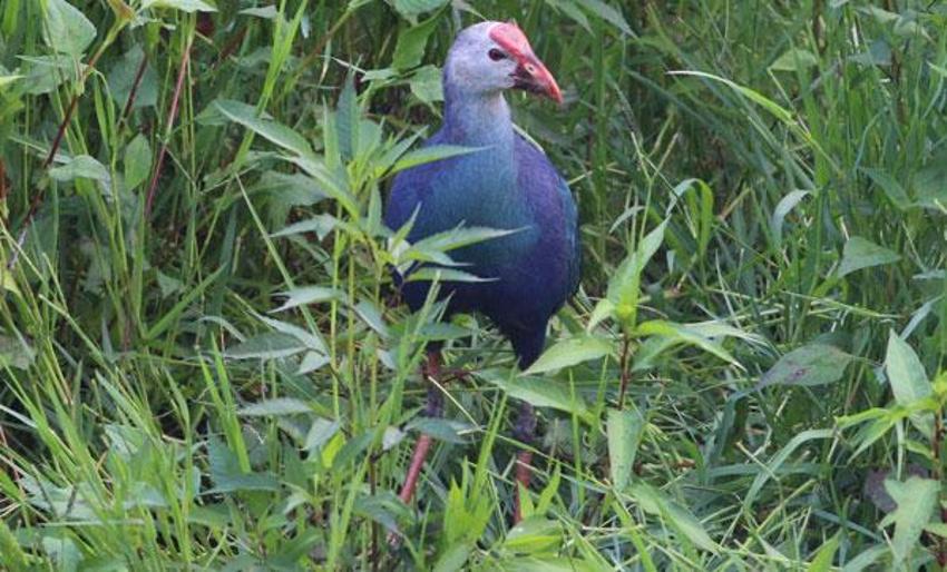 Nesli tükenmekte olan "saz horozu" Giresun'da görüntülendi