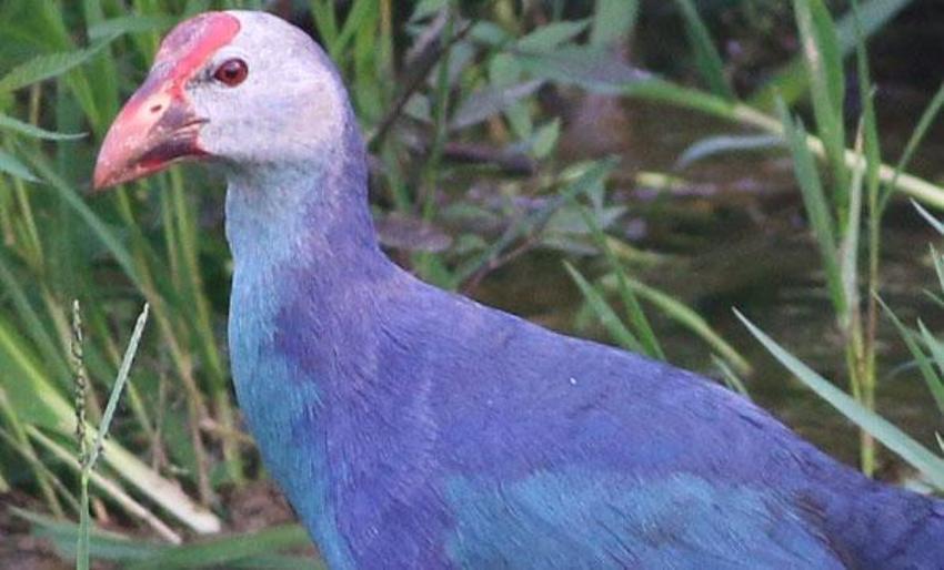 Nesli tükenmekte olan "saz horozu" Giresun'da görüntülendi