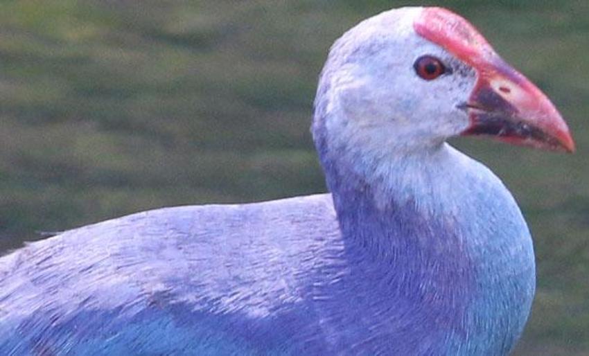 Nesli tükenmekte olan "saz horozu" Giresun'da görüntülendi