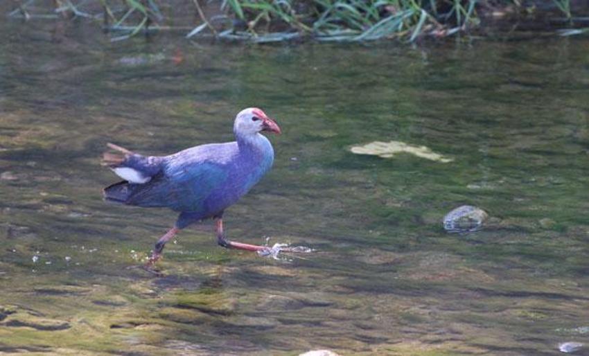 Nesli tükenmekte olan "saz horozu" Giresun'da görüntülendi