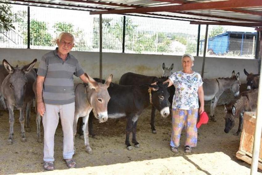 Eşek sütü ve sabununda talebe yetişemiyor