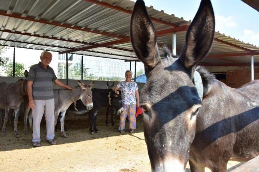 Eşek sütü ve sabununda talebe yetişemiyor