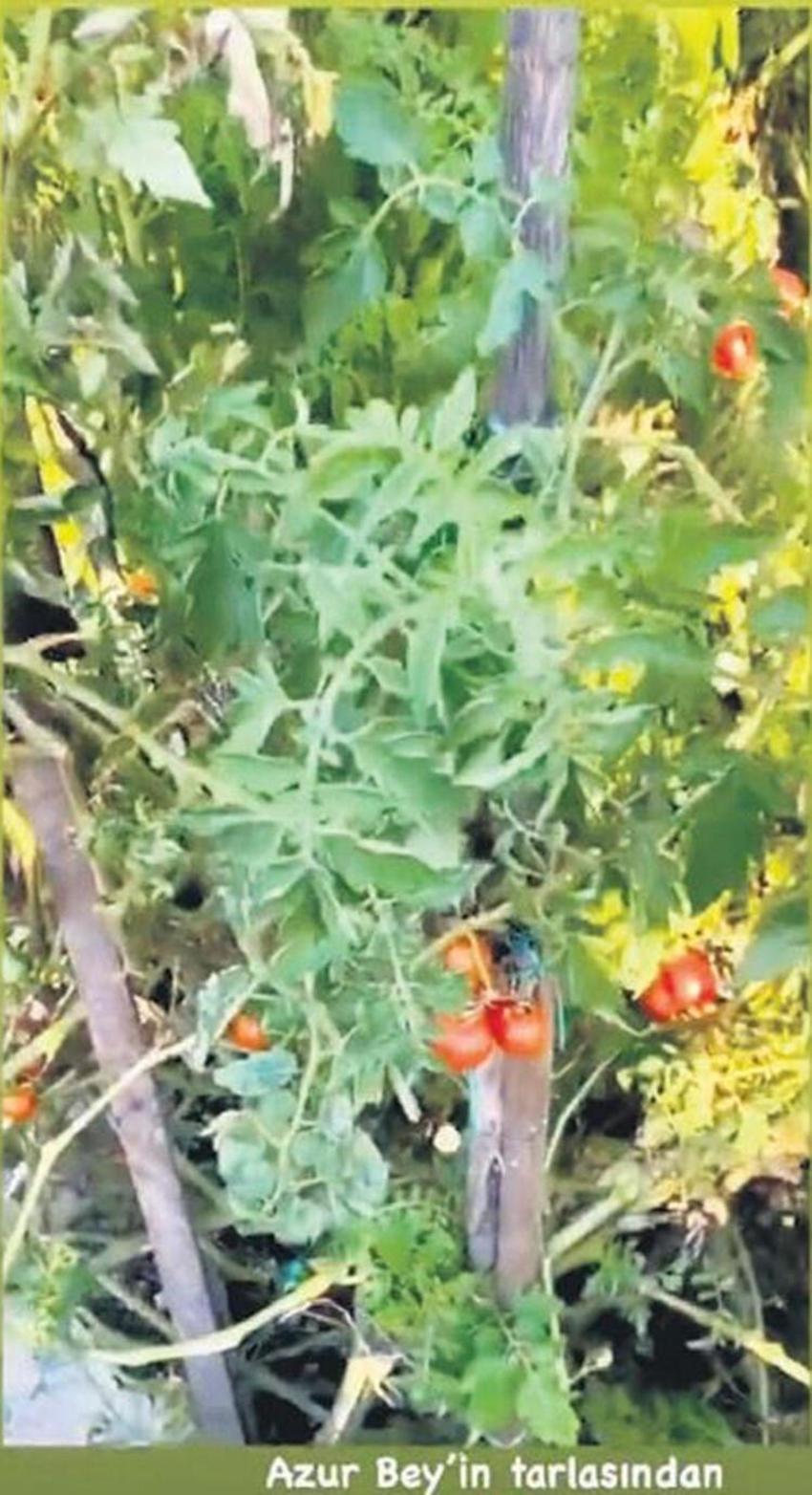 Oğlu için lüks evini çiftliğe çevirdi!