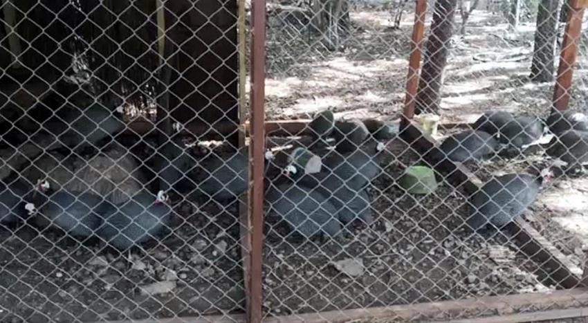 Ali Ağaoğlu Marmaris'teki adasını satışa çıkardı! Fiyatı dudak uçuklattı