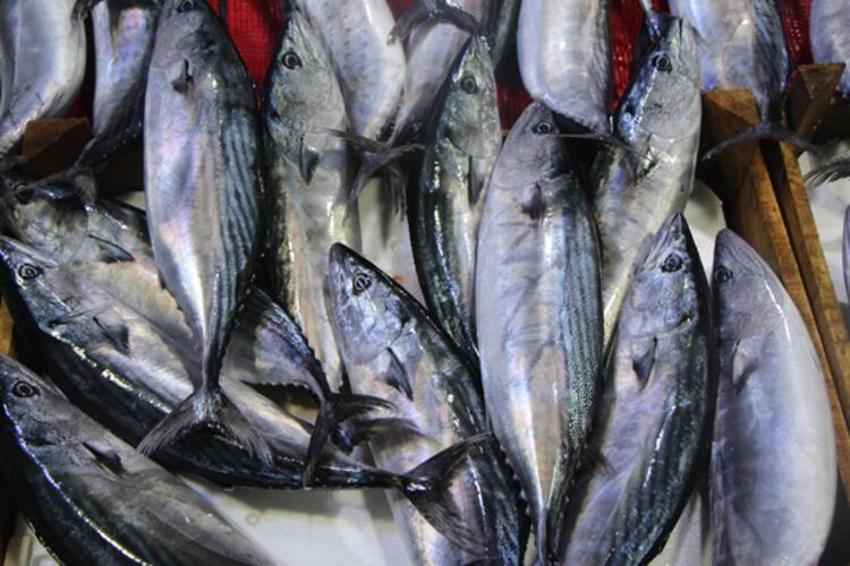 Palamut fiyatları tavan yaptı