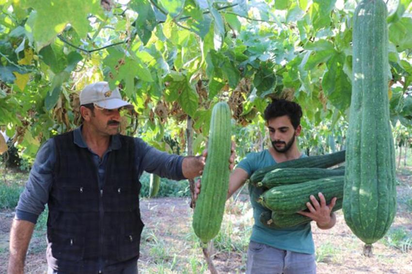 Doğal banyo kesesi! Nehir kıyısında yetiştiriyorlar getirisi iyi...