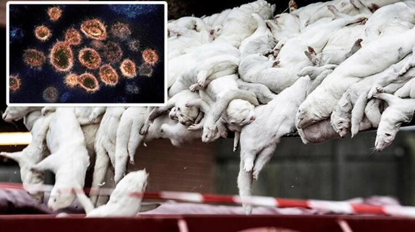 Dünya diken üstünde! Yeni virüs daha ölümcül, daha bulaşıcı...