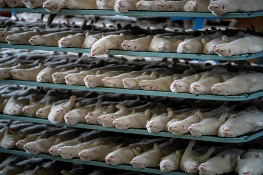 Dünya diken üstünde! Yeni virüs daha ölümcül, daha bulaşıcı...