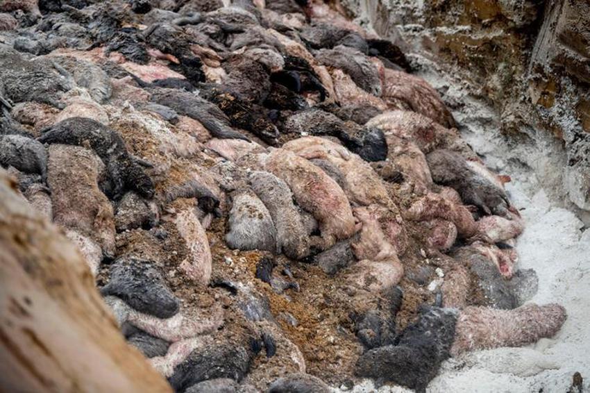 Dünya diken üstünde! Yeni virüs daha ölümcül, daha bulaşıcı...