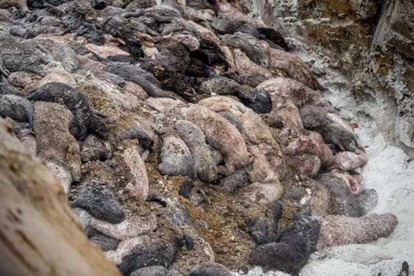 Dünya diken üstünde! Yeni virüs daha ölümcül, daha bulaşıcı...