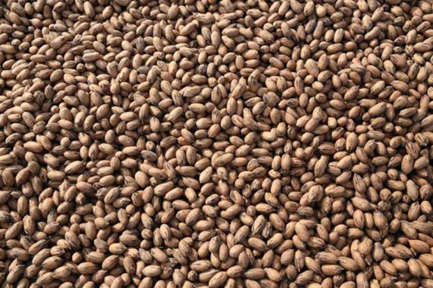 Artık Türkiye'de üretiliyor! Kolesterole iyi geliyor! Fiyatı ise 40 TL!