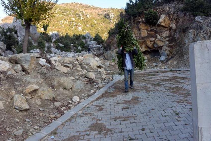 Günlük 500 lira kazanıyorlar! Defne yaprağı...