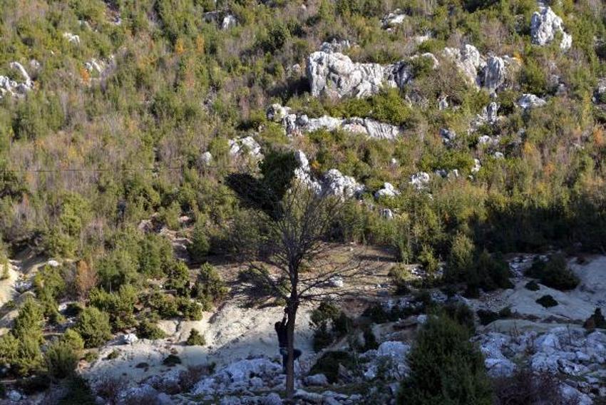 Günlük 500 lira kazanıyorlar! Defne yaprağı...