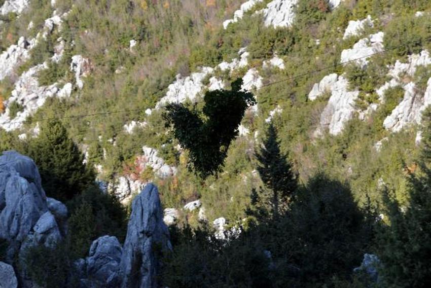 Günlük 500 lira kazanıyorlar! Defne yaprağı...