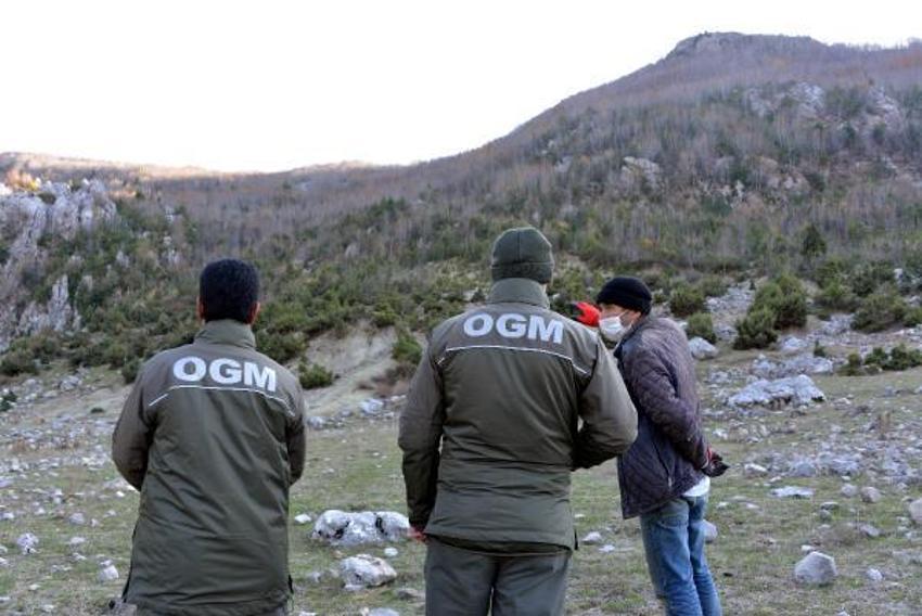 Günlük 500 lira kazanıyorlar! Defne yaprağı...