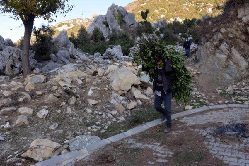 Günlük 500 lira kazanıyorlar! Defne yaprağı...