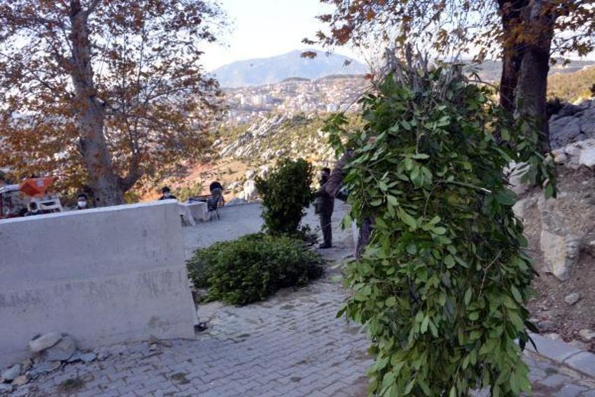 Günlük 500 lira kazanıyorlar! Defne yaprağı...