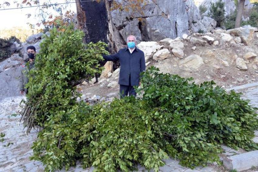 Günlük 500 lira kazanıyorlar! Defne yaprağı...