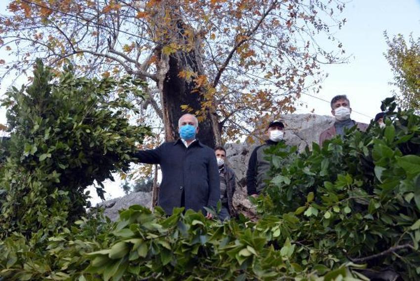 Günlük 500 lira kazanıyorlar! Defne yaprağı...