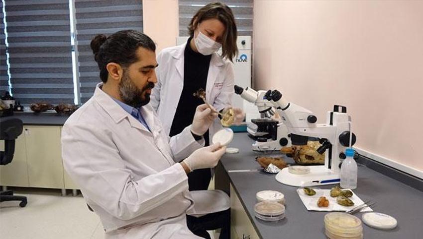 Türkiye'de üretmeyi başardılar! Kilosu 3 bin TL'ye 'Ölümsüzlük mantarı'