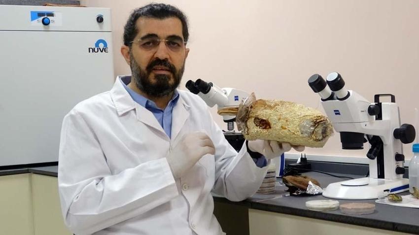 Türkiye'de üretmeyi başardılar! Kilosu 3 bin TL'ye 'Ölümsüzlük mantarı'