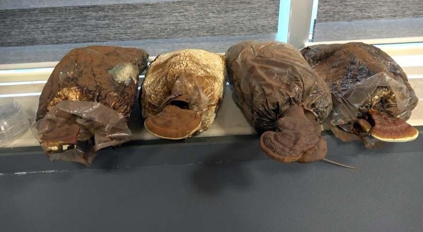 Türkiye'de üretmeyi başardılar! Kilosu 3 bin TL'ye 'Ölümsüzlük mantarı'