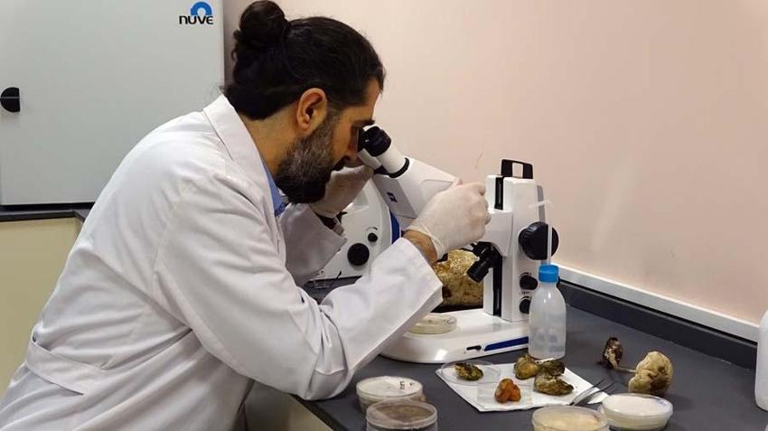 Türkiye'de üretmeyi başardılar! Kilosu 3 bin TL'ye 'Ölümsüzlük mantarı'
