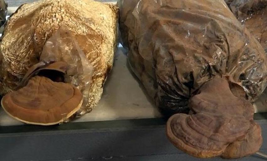 Türkiye'de üretmeyi başardılar! Kilosu 3 bin TL'ye 'Ölümsüzlük mantarı'
