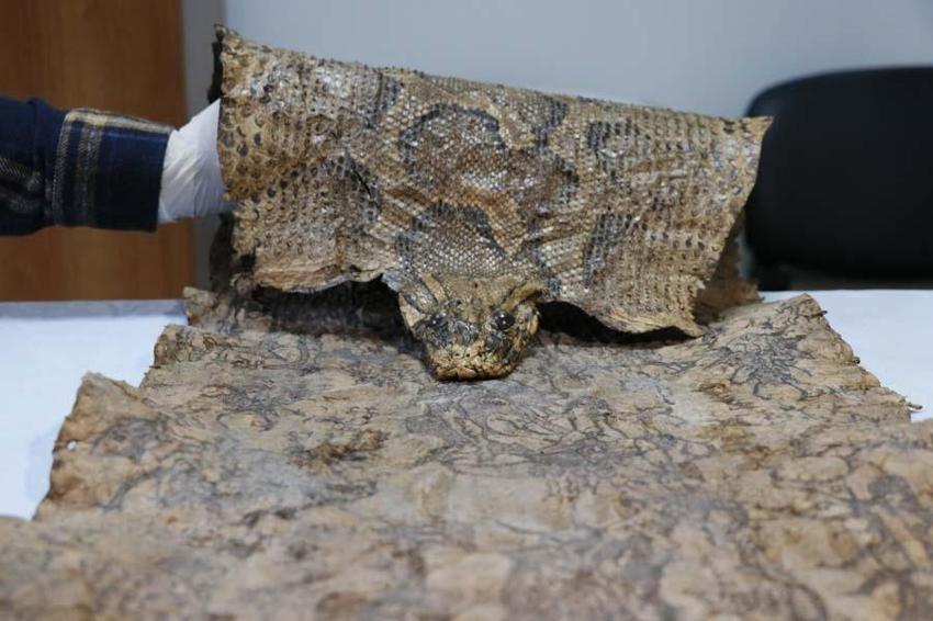 Şanlıurfa'da Ortaçağ'a ait ve Mısır kökenli olduğu değerlendirilen 4 metre piton derisi ele geçirildi