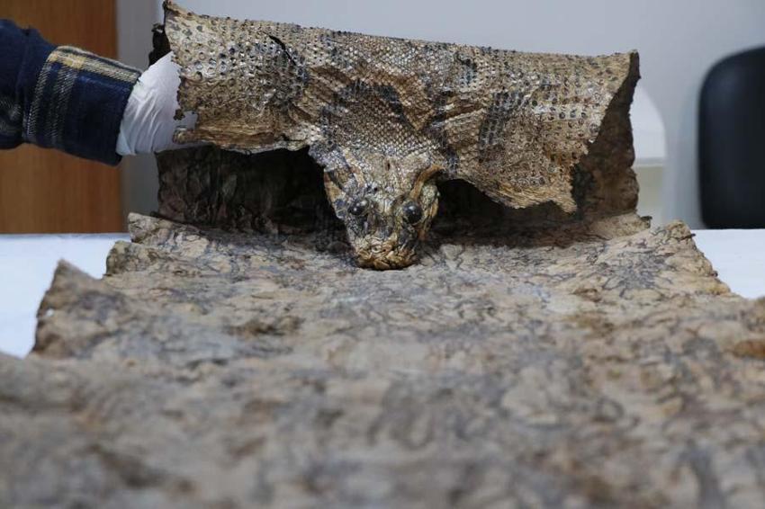 Şanlıurfa'da Ortaçağ'a ait ve Mısır kökenli olduğu değerlendirilen 4 metre piton derisi ele geçirildi
