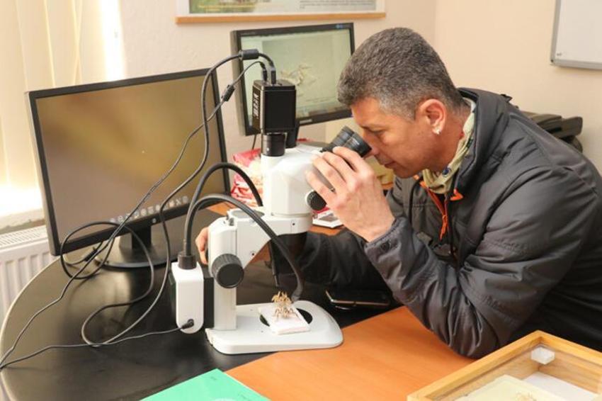 Dünyada yok sadece Türkiye'de var! Yamyam çekirge...