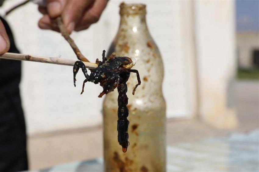 21 yıldır bunu yapıyor! İlk defa eşine uyguladı, zeytin yağı ile karıştırıp...