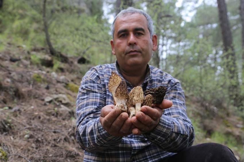 Fiyatını duyan dağlara akın etti, çok değerli! 2000 liraya satılıyor...
