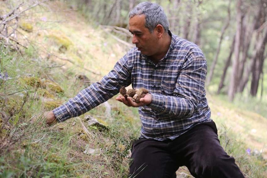 Fiyatını duyan dağlara akın etti, çok değerli! 2000 liraya satılıyor...