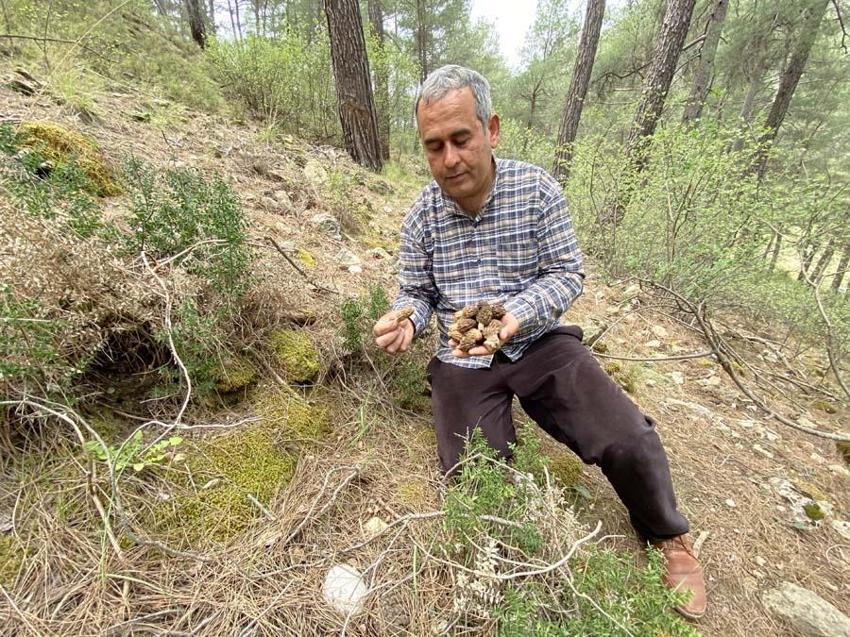 Fiyatını duyan dağlara akın etti, çok değerli! 2000 liraya satılıyor...